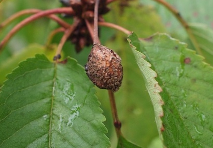 植物医科学 研究室 Phytopathology 三重大学 生物資源学部 資源循環学科 農業生物学教育コース